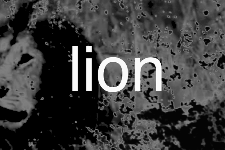lion release